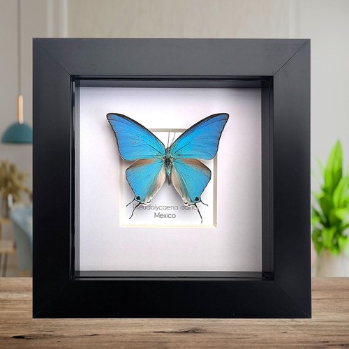 Sky blue hairstreak butterfly - sky-blue,