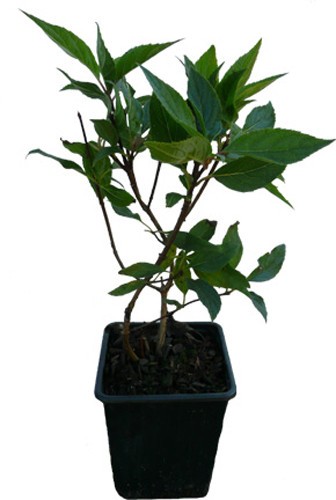 Piante ortensie pannocchie - 4,
